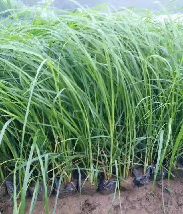 多芽狼尾草直销    狼尾草基地