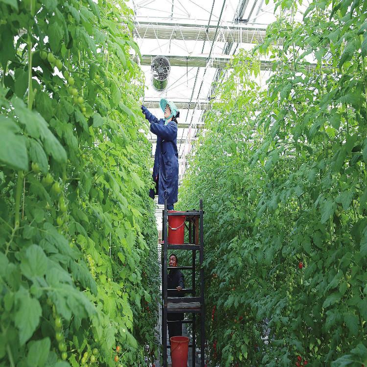 花卉蔬菜连栋温室大棚  蔬菜大棚建设