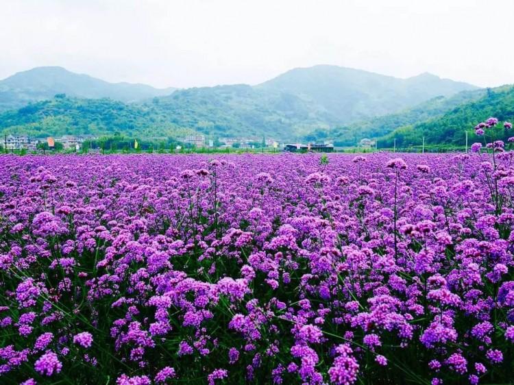 花海专用柳叶马鞭草 马鞭草 价格 马鞭草小苗基地