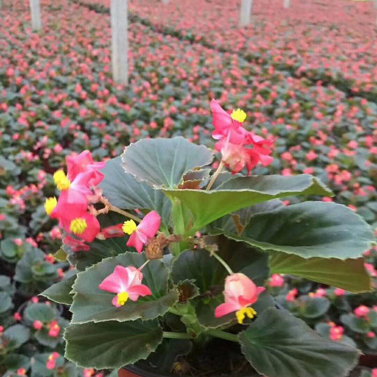 青州花卉基地 四季海棠花苗 绿叶海棠花 绿化苗木