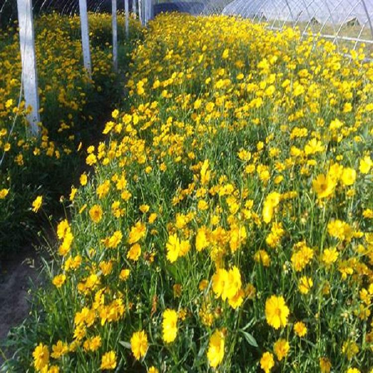 地被菊 地被菊批发