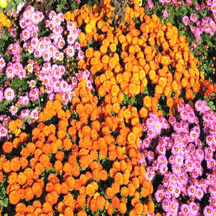 地被菊 地被菊基地
