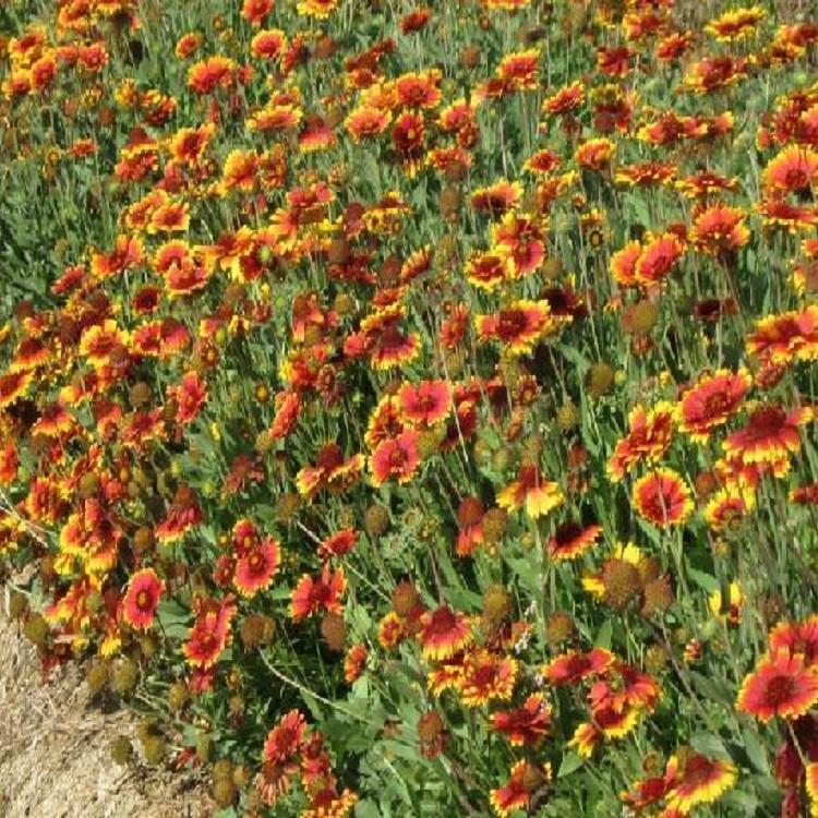 地被菊基地 河南地被菊