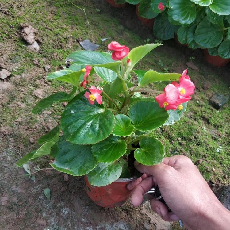 厂家直销四家海棠 四季花卉观赏植物四季秋海棠 玻璃翠蚬肉海棠