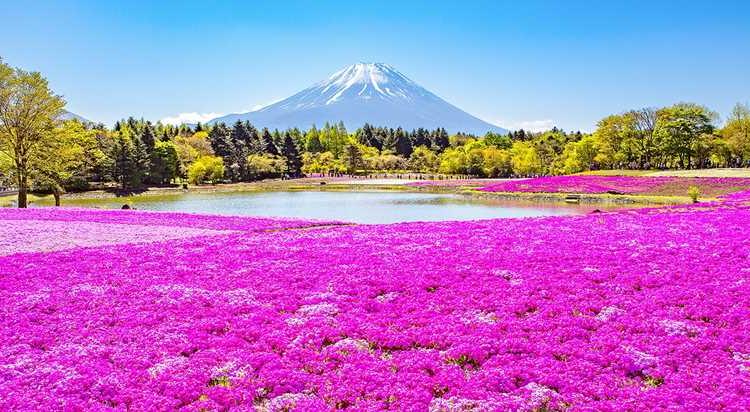 芝樱小苗芝樱花海基地供苗
