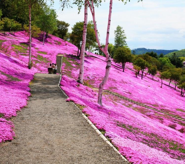 丛生福禄考芝樱花海小苗芝樱花苗