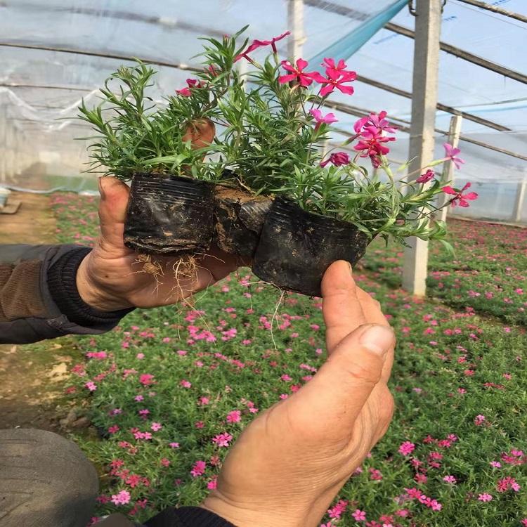 丛生福禄考价格 山东丛生福禄考