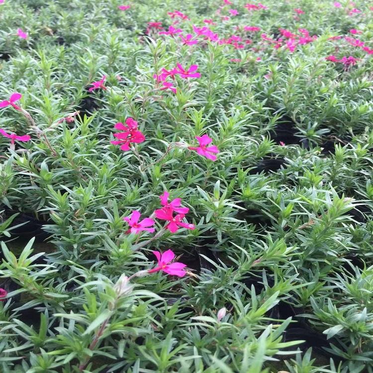 丛生福禄考 丛生福禄考供应商 价格实惠