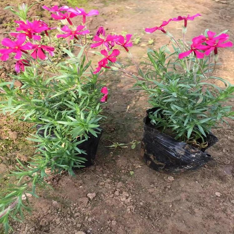 丛生福禄考 丛生福禄考批发