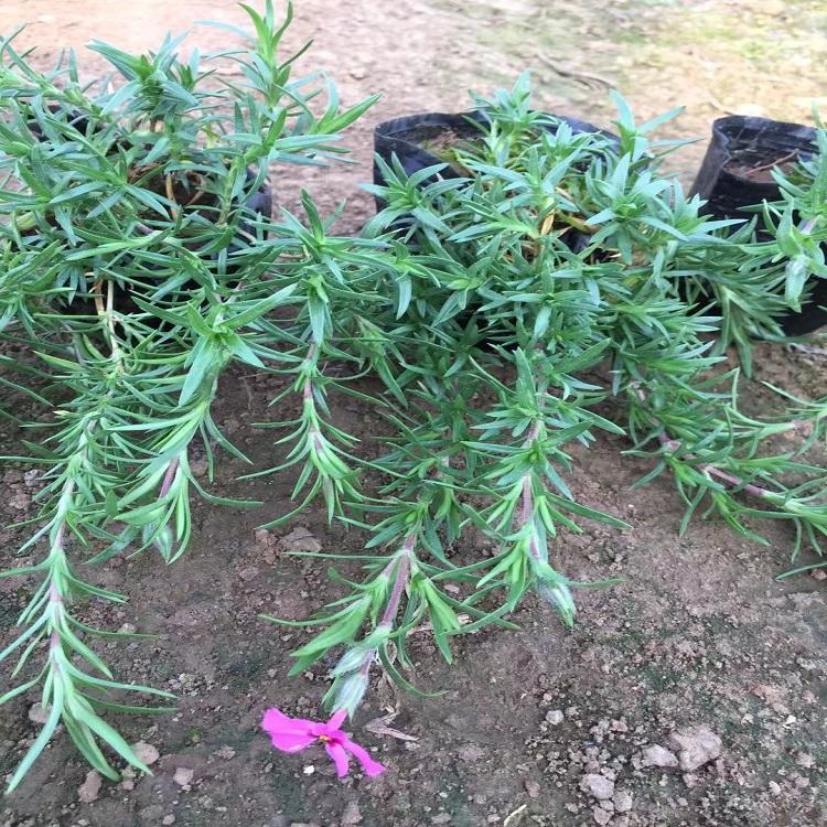 丛生福禄考种植基地 山东丛生福禄考