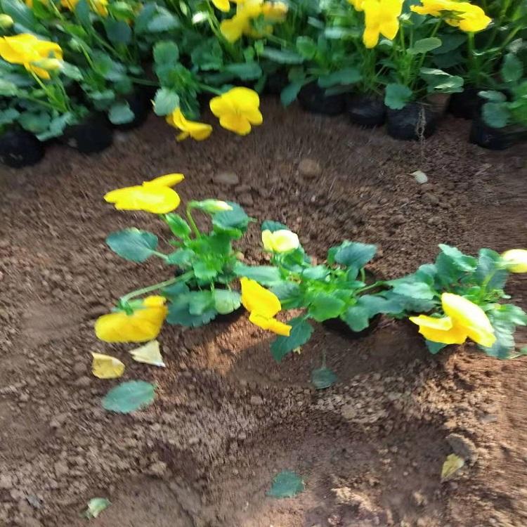 三色堇批发价格 山东三色堇