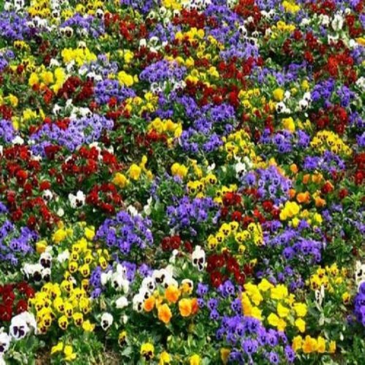 三色堇 三色堇种植基地