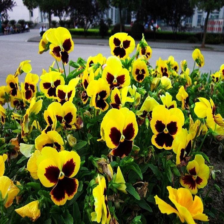三色堇种植基地 青州三色堇