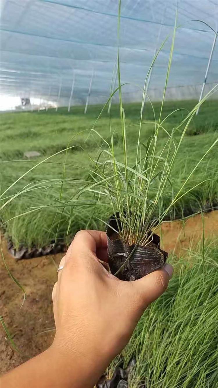 毛芒乱子草 安徽毛芒乱子草 苗圃直销毛芒乱子草