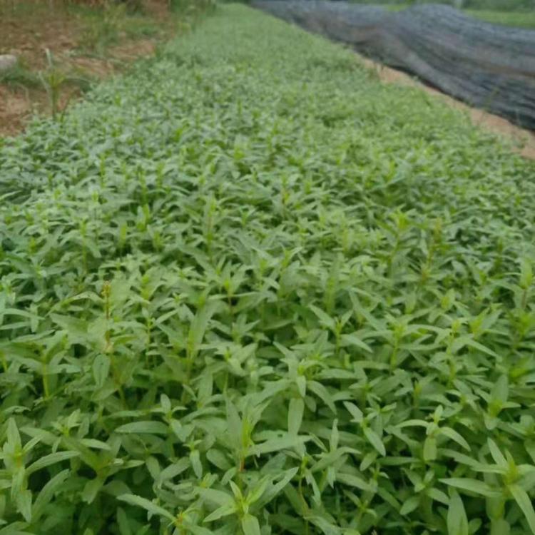 紫色千屈菜     千屈菜批发地