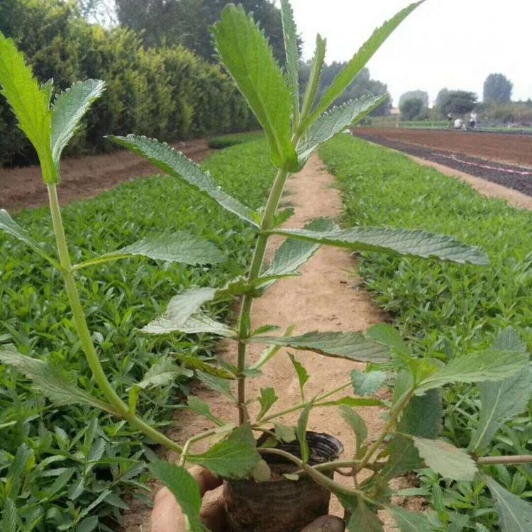 柳叶马鞭草直销    马鞭草杯苗