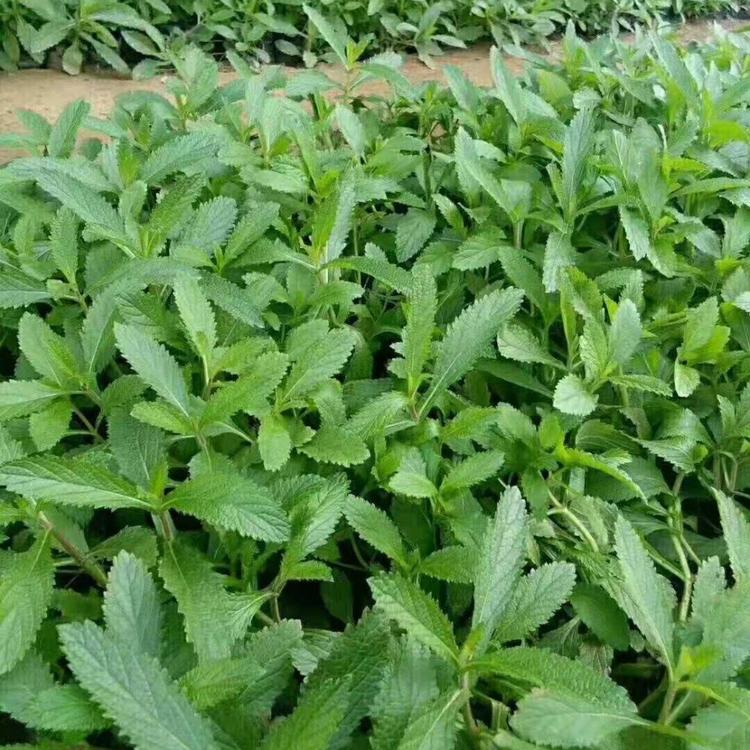 柳叶马鞭草直销    马鞭草采购市场