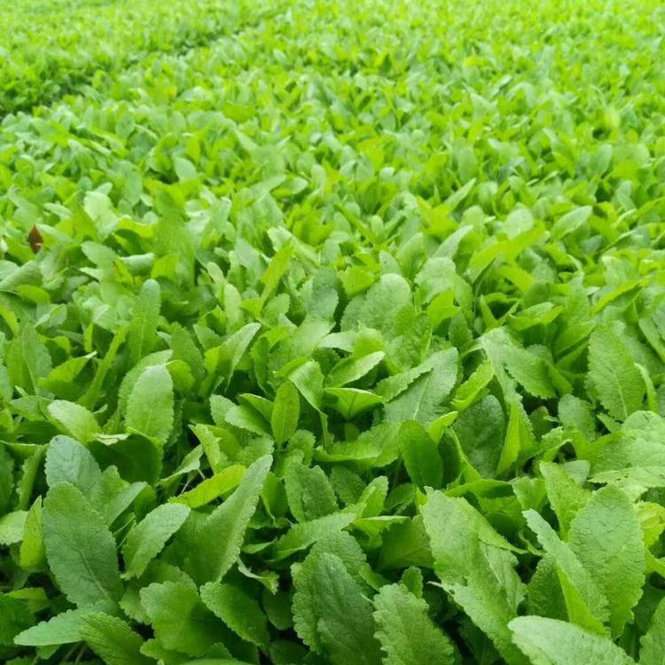 宿根鼠尾草基地    鼠尾草质量