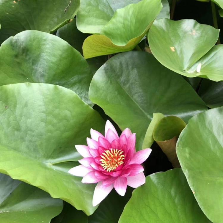 睡莲 睡莲种苗