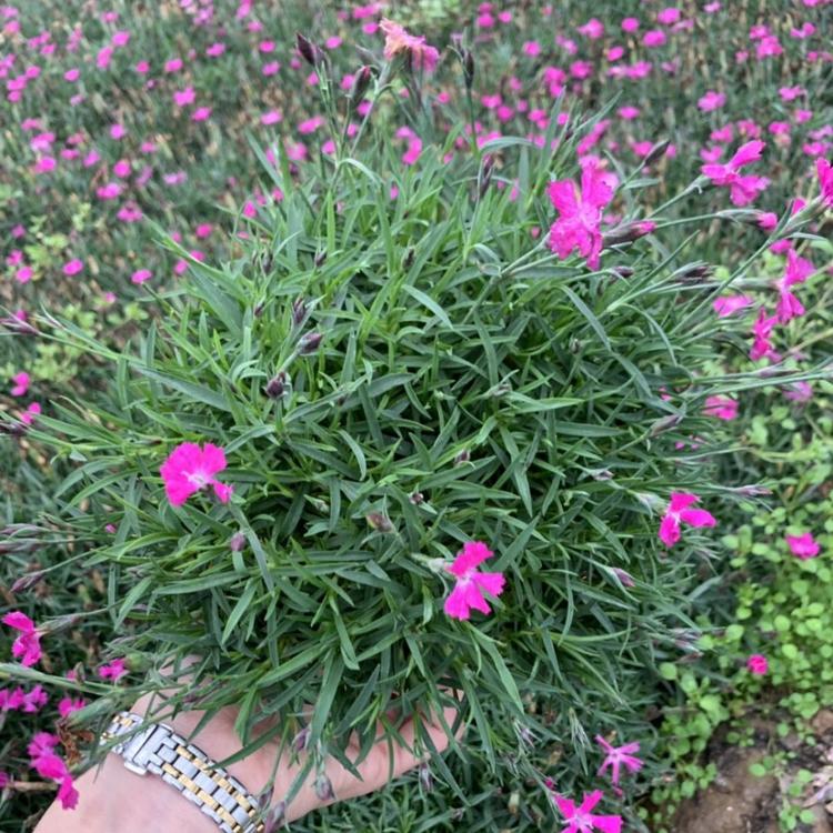 地被石竹 常夏石竹 欧石竹 石竹子
