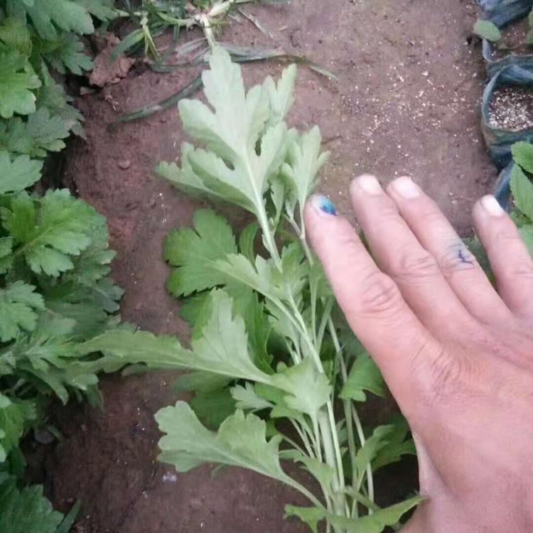 批发地被菊   菊花系列地被菊