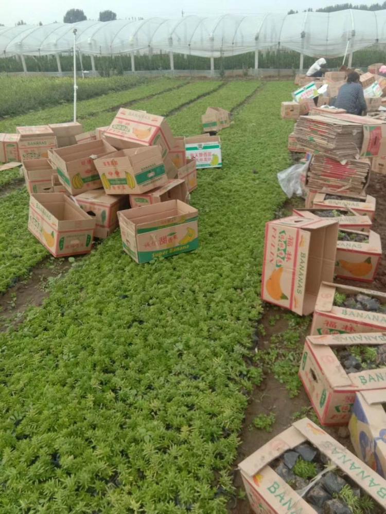 佛甲草 佛甲草基地 佛甲草价格  屋顶绿化 立体绿化