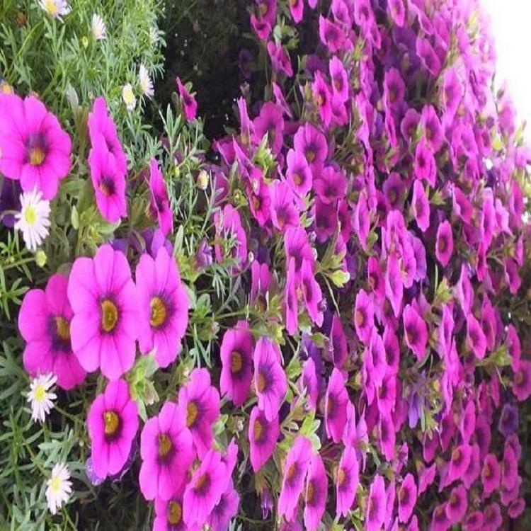 牵牛种植基地 河南牵牛