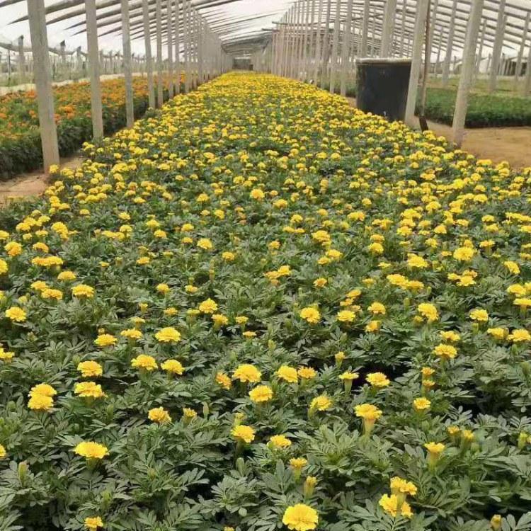 孔雀草价格优惠 河北孔雀草供应商