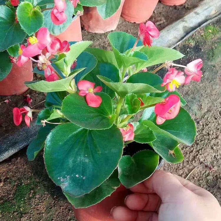 四季海棠批发价格
