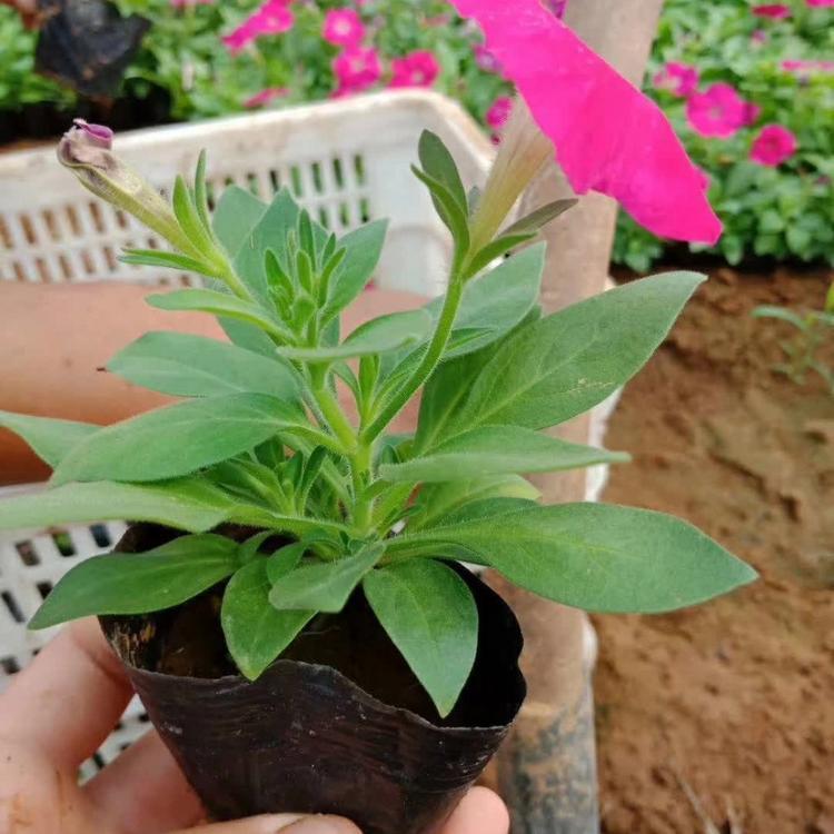 青州矮牵牛种植基地 矮牵牛价格