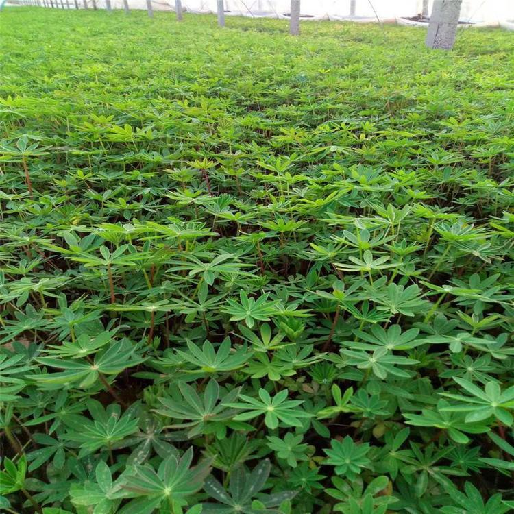 羽扇豆小苗 羽扇豆 青州羽扇豆种植基地
