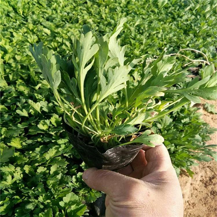 大滨菊小苗 大滨菊花海 大滨菊批发基地