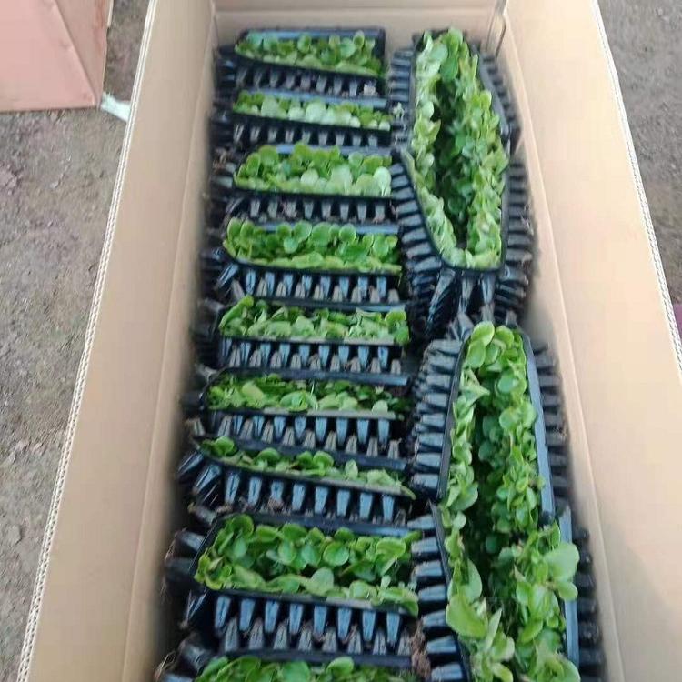 四季海棠穴盘苗 四季海棠穴盘苗价格 四季海棠穴盘苗基地