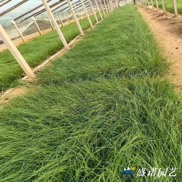山东优质多色粉黛乱子草 基地直销粉黛乱子草苗
