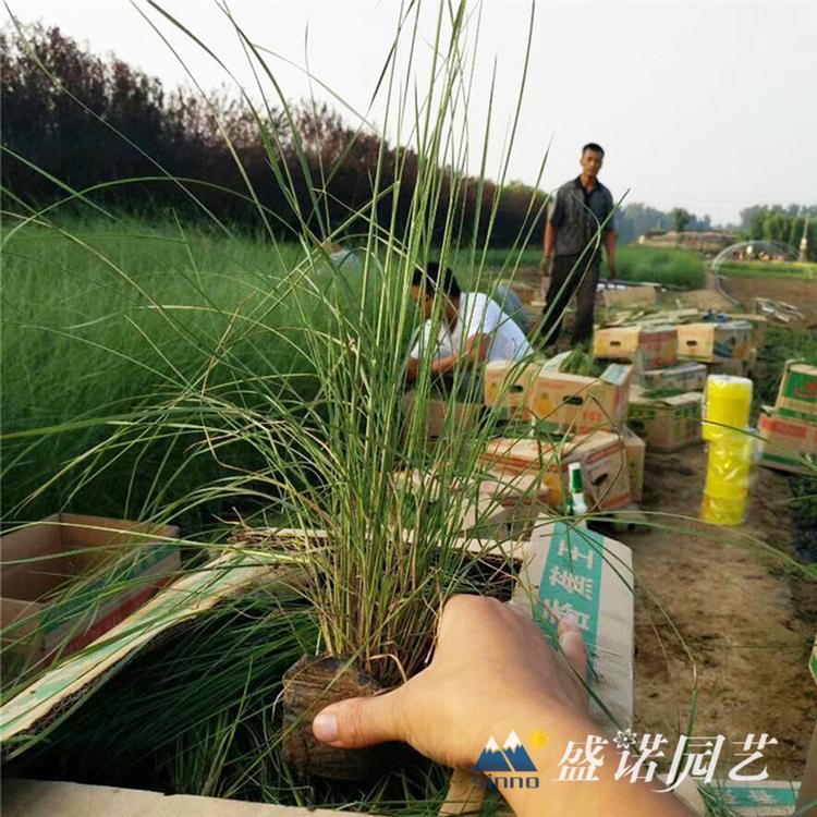 优质多色粉黛乱子草 山东粉黛乱子草 粉黛乱子草花苗