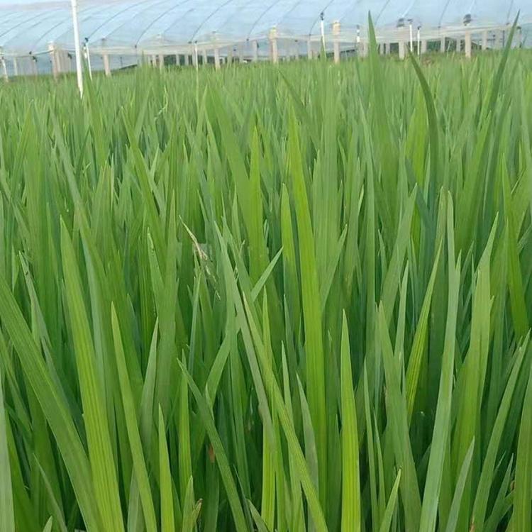 山东水生植物水生鸢尾   水生鸢尾直销