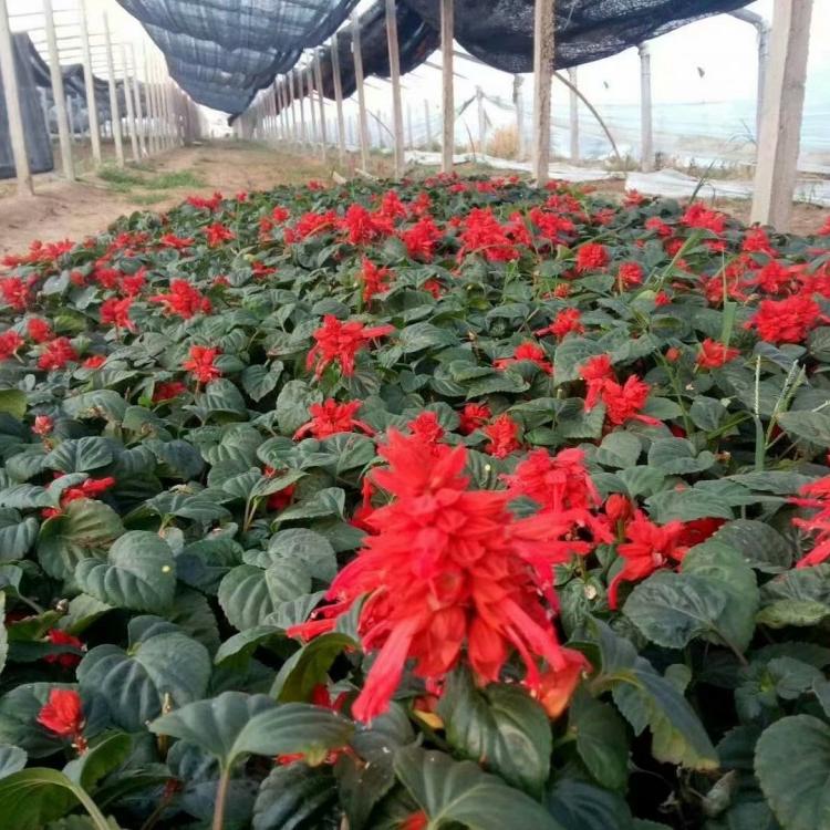 大量供应一串红 一串红成 一串红批发