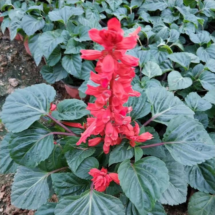 一串红种子批发 一串红种子价格 一串红种植基地