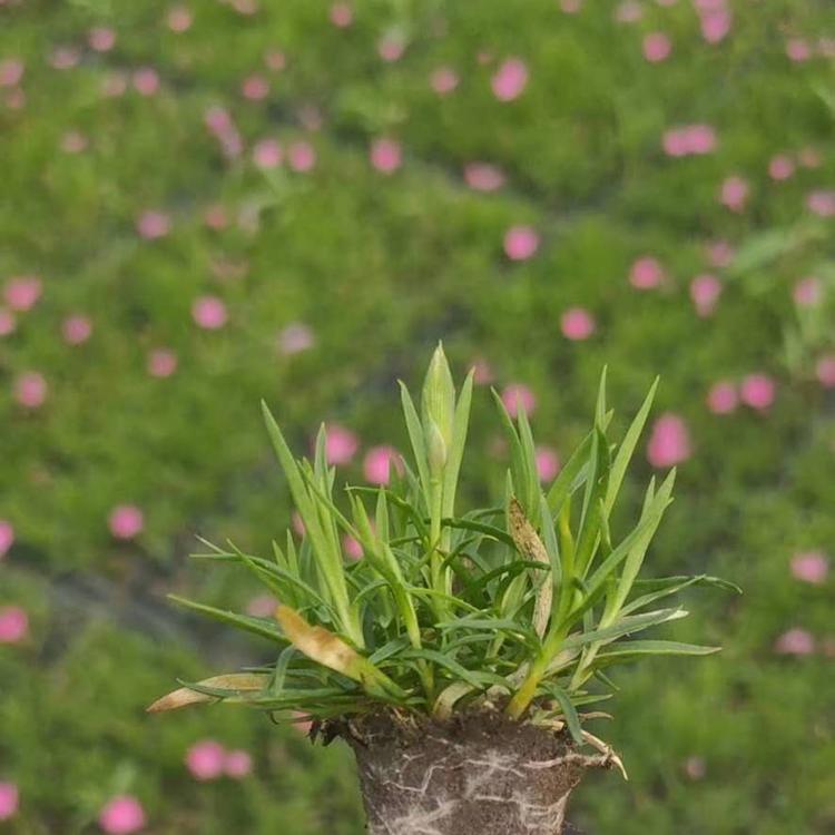 欧石竹穴盘苗 欧石竹基地 欧石竹批发