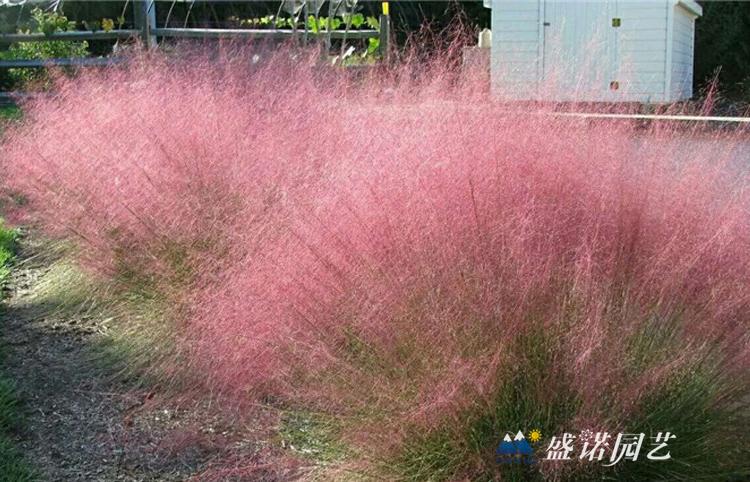 粉黛乱子草苗 粉黛乱子草花苗 粉黛乱子草小苗 粉黛乱子草种苗