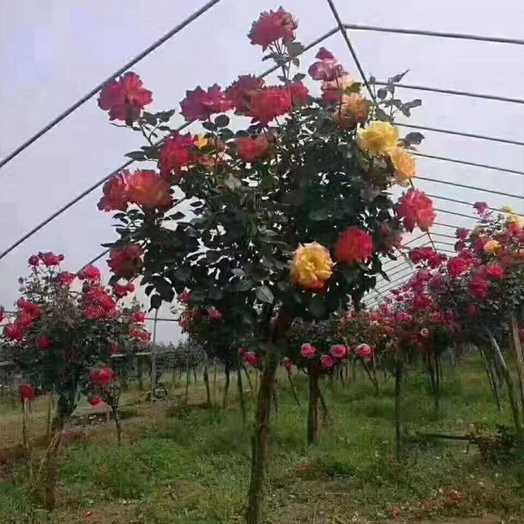 基地种植月季树  树状月季苗现货供应
