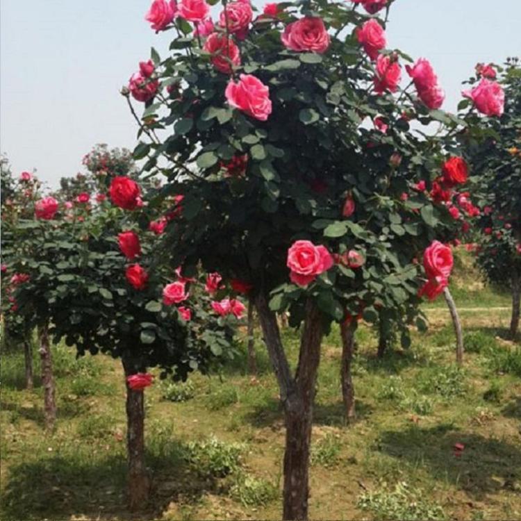 山东月季树批发价格 月季树市场行情咨询凯洋