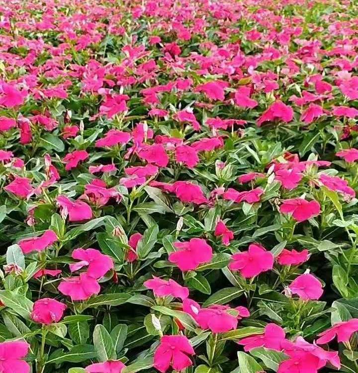 天天开 青州长春花 大量供应长春花 天天开基地