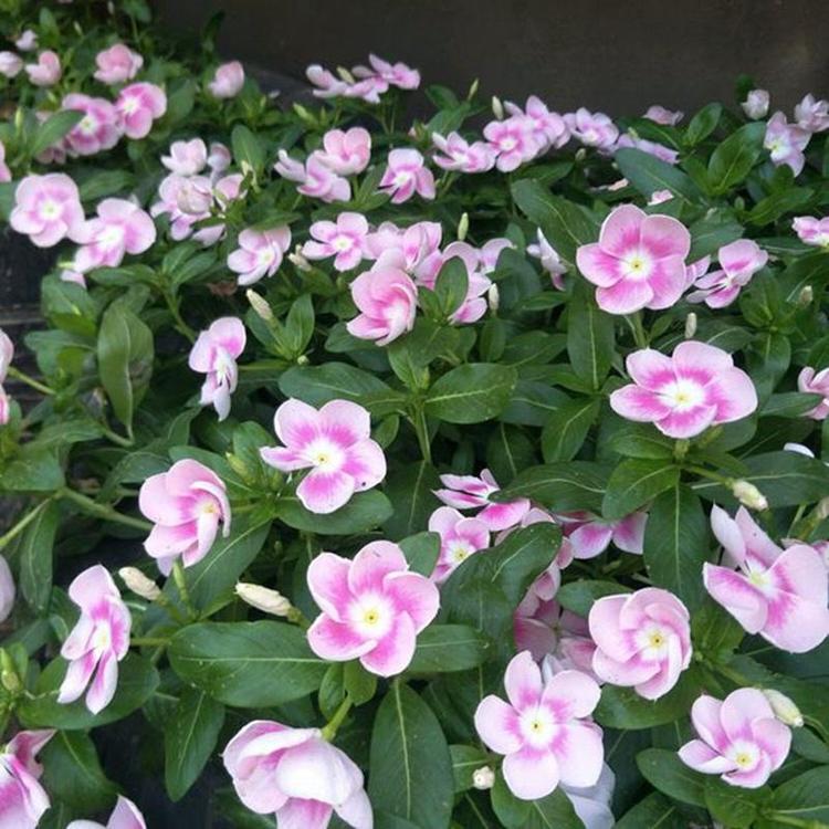 长春花批发价格