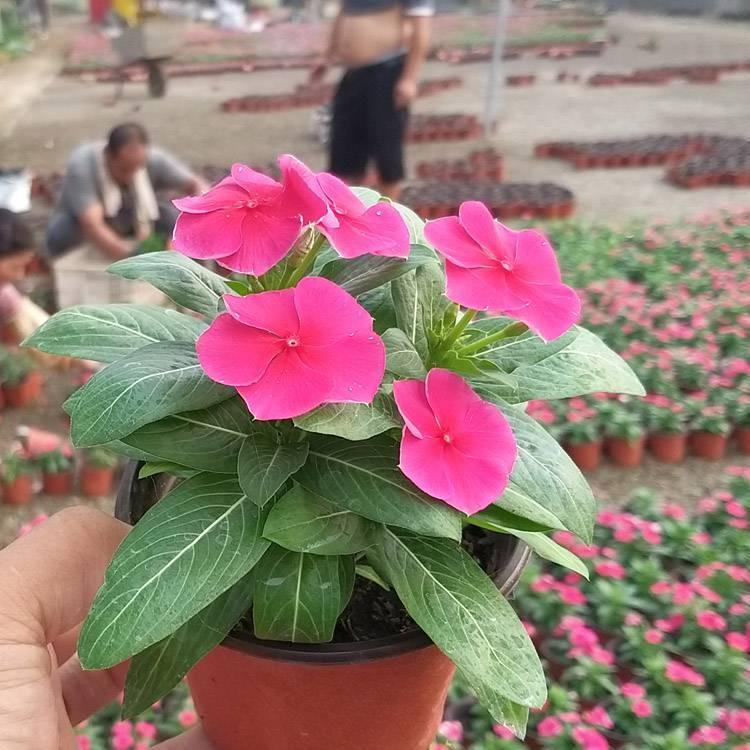 天天开 长春花 长春花批发 租摆长春花