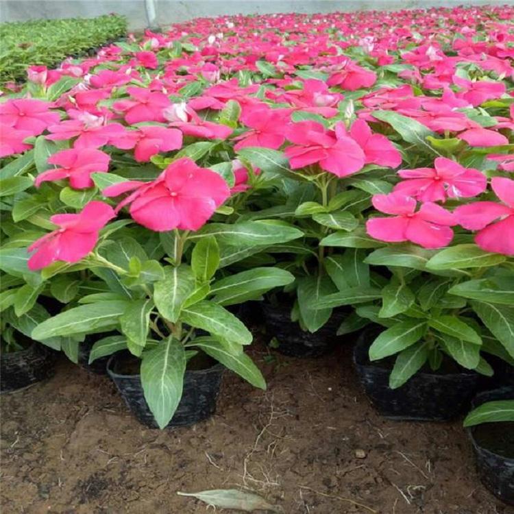 出售长春花 长春花批发价格 春季草花种植