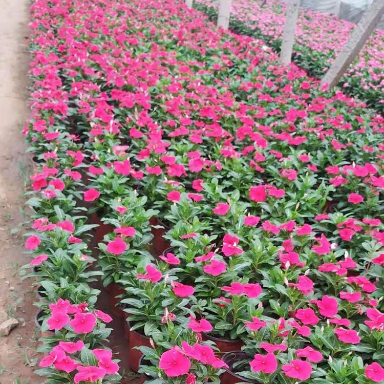 长春花 多年生草本绿植长春花批发盆栽观赏植物 园林观花长春花苗