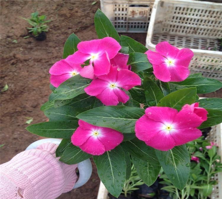 长春花 长春花价格 长春花批发