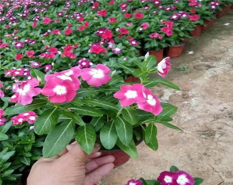 长春花 山东青州种植基地 长春花价格 长春花大量批发