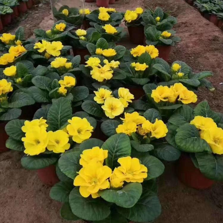 报春花 报春花批发市场直销出售